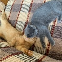 Scottish Fold, Kedi  Üzüm fotoğrafı