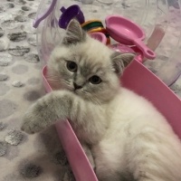 British Shorthair, Kedi  Bulut fotoğrafı