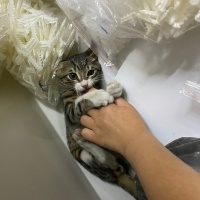 Tekir Kedi, Kedi  Şanslı fotoğrafı