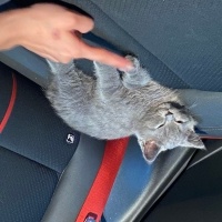 British Shorthair, Kedi  Paşa fotoğrafı