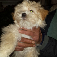 Maltese, Köpek  EFES fotoğrafı