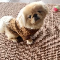 Pekingese, Köpek  Sushi fotoğrafı