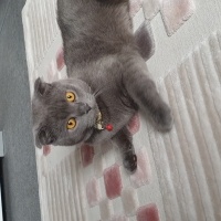 Scottish Fold, Kedi  Duman fotoğrafı