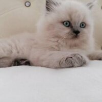 British Longhair, Kedi  PAMUK fotoğrafı