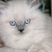 British Longhair, Kedi  PAMUK fotoğrafı