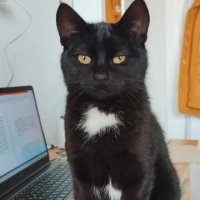 Tekir Kedi, Kedi  Kömür fotoğrafı