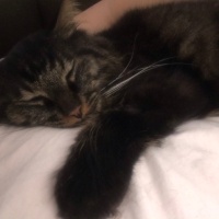 Maine Coon, Kedi  Kömür fotoğrafı