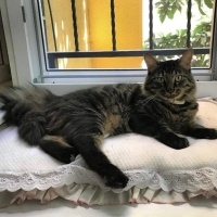 Maine Coon, Kedi  Kömür fotoğrafı