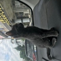 Mavi Rus, Kedi  Bekir fotoğrafı