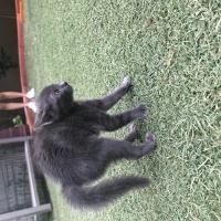 Mavi Rus, Kedi  Bekir fotoğrafı