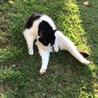 Tuxedo (Smokin) Kedi, Kedi  Pışı fotoğrafı