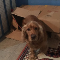 İngiliz Cocker Spaniel, Köpek  Paşa fotoğrafı