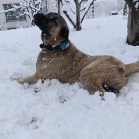 Kangal, Köpek  Paşa fotoğrafı