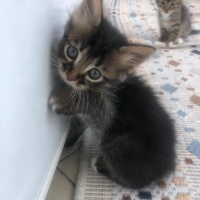 Tekir Kedi, Kedi  4 sevimli kardeş acil ömürlük yuva arıyorlar fotoğrafı