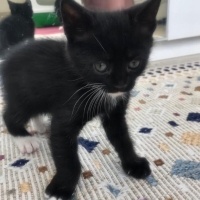 Tekir Kedi, Kedi  4 sevimli kardeş acil ömürlük yuva arıyorlar fotoğrafı