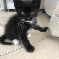 Tekir Kedi, Kedi  4 sevimli kardeş acil ömürlük yuva arıyorlar fotoğrafı