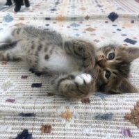 Tekir Kedi, Kedi  4 sevimli kardeş acil ömürlük yuva arıyorlar fotoğrafı