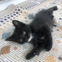 Tekir Kedi, Kedi  4 sevimli kardeş acil ömürlük yuva arıyorlar fotoğrafı