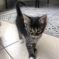 Tekir Kedi, Kedi  4 sevimli kardeş acil ömürlük yuva arıyorlar fotoğrafı