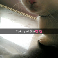 Tekir Kedi, Kedi  prenses fotoğrafı