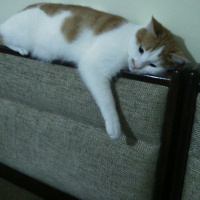 Tekir Kedi, Kedi  prenses fotoğrafı