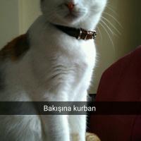 Tekir Kedi, Kedi  prenses fotoğrafı