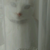 Tekir Kedi, Kedi  prenses fotoğrafı