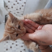 Sarman, Kedi  Isim suan yok fotoğrafı