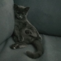 British Shorthair, Kedi  Mia fotoğrafı