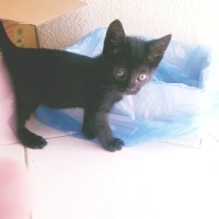 Tekir Kedi, Kedi  ZEYTİN fotoğrafı