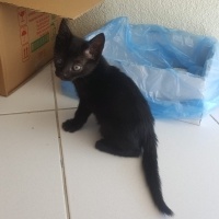 Tekir Kedi, Kedi  ZEYTİN fotoğrafı