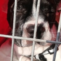 Fransız Bulldog, Köpek  Zeyna fotoğrafı