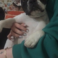 Fransız Bulldog, Köpek  Zeyna fotoğrafı