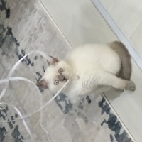British Shorthair, Kedi  NANE-LİMON fotoğrafı