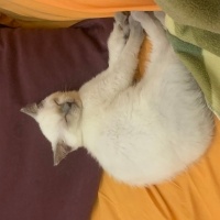 British Shorthair, Kedi  NANE-LİMON fotoğrafı
