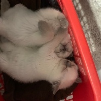 British Shorthair, Kedi  NANE-LİMON fotoğrafı