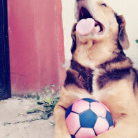  Köpek  Şira  fotoğrafı