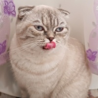 Scottish Fold, Kedi  Mia fotoğrafı