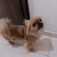 Pekingese, Köpek  Mia fotoğrafı