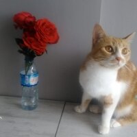 Sarman, Kedi  kavun fotoğrafı