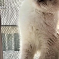 Scottish Fold, Kedi  mia fotoğrafı