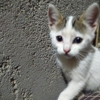 Tekir Kedi, Kedi  Minnoş fotoğrafı