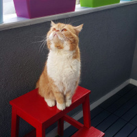 Exotic Shorthair, Kedi  Ballı fotoğrafı