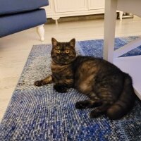 British Shorthair, Kedi  Lucy fotoğrafı