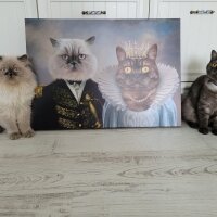 British Shorthair, Kedi  Lucy fotoğrafı