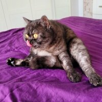 British Shorthair, Kedi  Lucy fotoğrafı