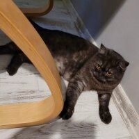 British Shorthair, Kedi  Lucy fotoğrafı