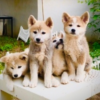 Akita İnu, Köpek  Japon Akita fotoğrafı