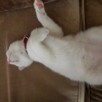 Tekir Kedi, Kedi  Atlas fotoğrafı