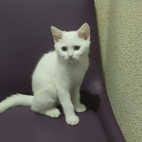 British Shorthair, Kedi  Pamuk fotoğrafı